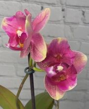 MyOrchids.shop Bild 8