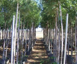 viveros-divina-pastora-arboles-02.jpg