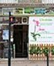 L'Orchidée image 8