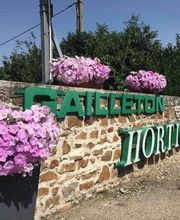 Gailleton Fleurs et Plantes image 4