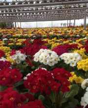 Blumen P. Gätzi Bild 6