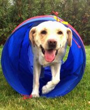 DOGS Training Bild 10