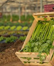 Les Paniers de Cérès image 9