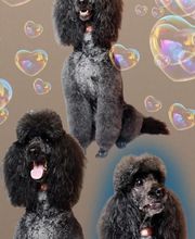 A Fleur De Chiens image 20