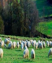 Ardouin Philippe image 1