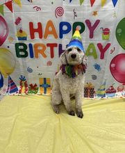 Petsburgh Pet Care image 12