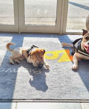 ZOOMALIA Foix 09 | Animalerie image 15