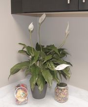 Luis Loza Dentistry & Orthodontics image 8