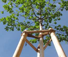 Gartenbau Thoellden Bild 4