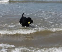 Die Schule der Labradorfreunde Bild 11