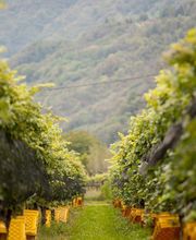 CANTINA IL CAVALIERE SA Bild 9