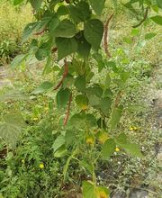 Agrícola Buhai imagen 8