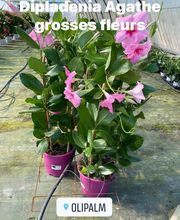 Olipalm pépiniére image 4