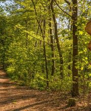 Schilder weisen im FriedWald Mühlenbecker Land den Weg durch den Bestattungswald.