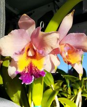 Odom's Orchids Inc image 6