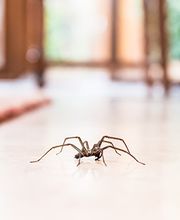 OPC Pest Services - Louisville image 9