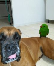 Clinica Veterinaria Exotia Santa Ursula imagen 6