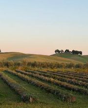 Capay Valley Lavender image 10
