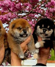 SHIBA INU Elevage  - Go You Djenima since 2007 image 1