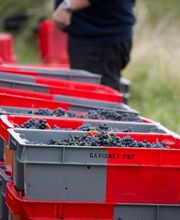 Domaine Gavignet Père et Fils - Maurice Gavignet image 5