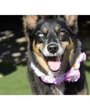 Happy Tails Resort image 7