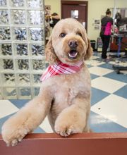 Bridgeview Pet Wellness Clinic image 6