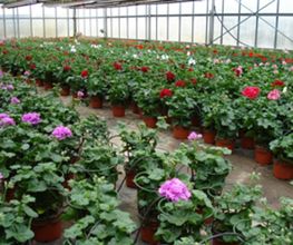 Galley fleurs Bild 7