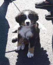 Taylor Animal Hospital of Parkville image 8