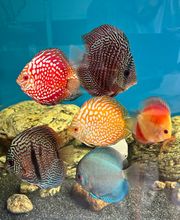 Aquasalvaje imagen 16