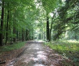 FriedWald Goch-Tannenbusch Bild 5