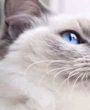 Cabinet Vétérinaire de la Fonderie SA Bild 2