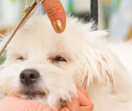 Hundesalon Pet Cut's Bild 12