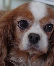 Asenack Association image 19