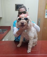 Green Summit Animal Clinic image 13