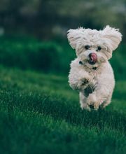 Torre Alta de Ram imagen 1