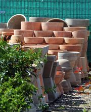 Grüner Holländer Berlin Bild 9