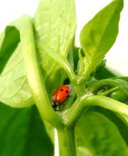 Lorra S. Coop. imagen 3