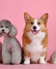 West Park Veterinary Services image 18