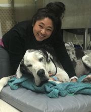 Irvine Valley Veterinary Hospital Emergency image 15