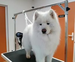 Chien Beauté image 5