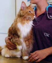 ENNETSeeKLINIK für Kleintiere Bild 3