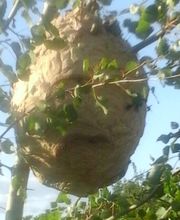 Alerte Guêpes image 5