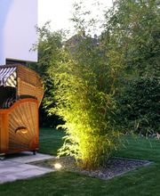 Der Grüne Baum Bild 16