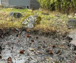 BRÜHWILER-GARTENBAU, BAUMPFLEGE Bild 14