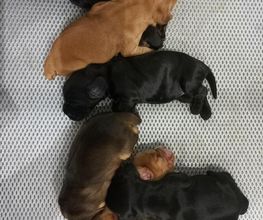 Complices Canins image 4