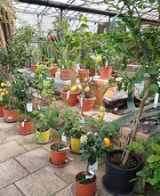 Berjamin Ets image 3