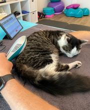 Tierphysio-Praxis Oberland GmbH Bild 7