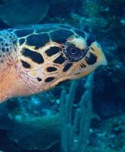 Jaguar Divers - Dive Shop in Playa del Carmen imagen 16