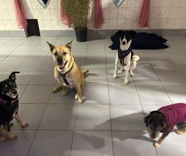 Hundezentrum Rhein-Main GbR Bild 2