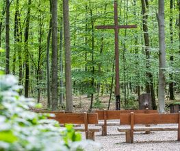 FriedWald Meroder Wald Bild 13